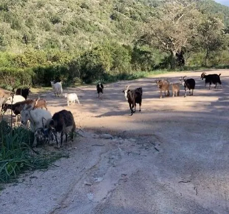 Le Corail Rouge Corse *