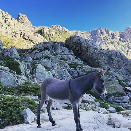 Le Corail Rouge Corse Villa Lecci