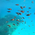 Le Corail Rouge Corse * Lecci