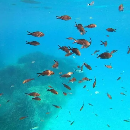 Le Corail Rouge Corse Du Sud * 르씨