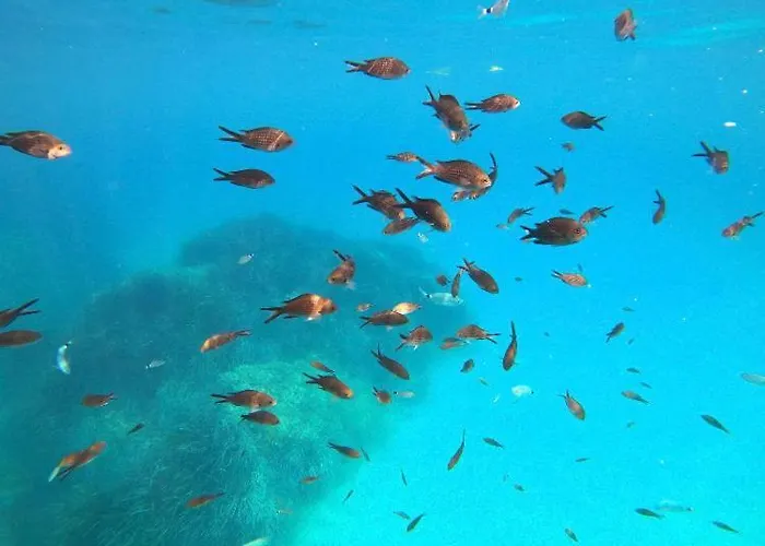 Le Corail Rouge Corse * Lecci